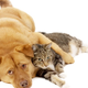 Illustration for article titled Airlines, Liver Disease, Horrible Strangers Coming For Your Pets